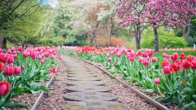 US Stepping into the first month of spring pexels photo 414160