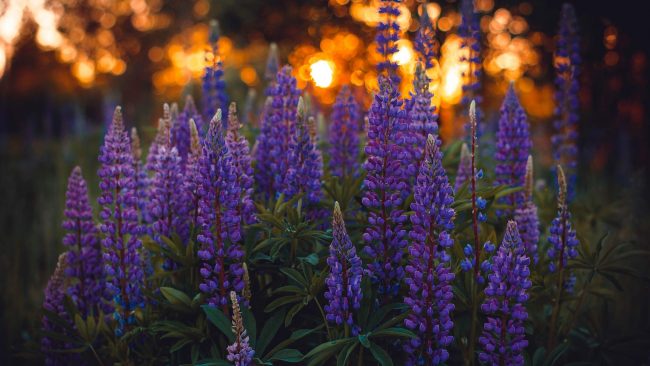 US A special joy June irina kostenich 543278 unsplash