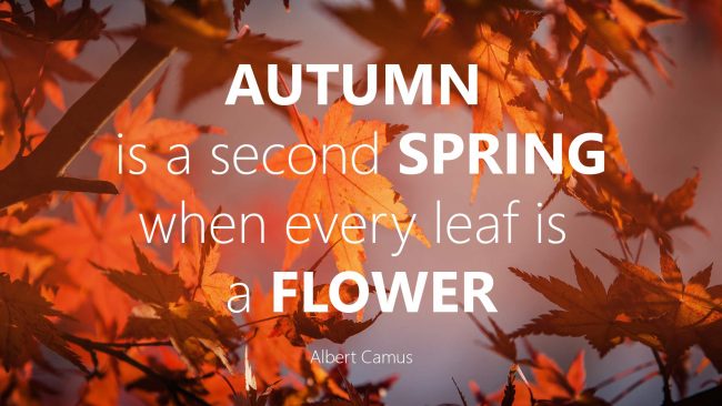 US What does autumn mean to you pexels photo 255381