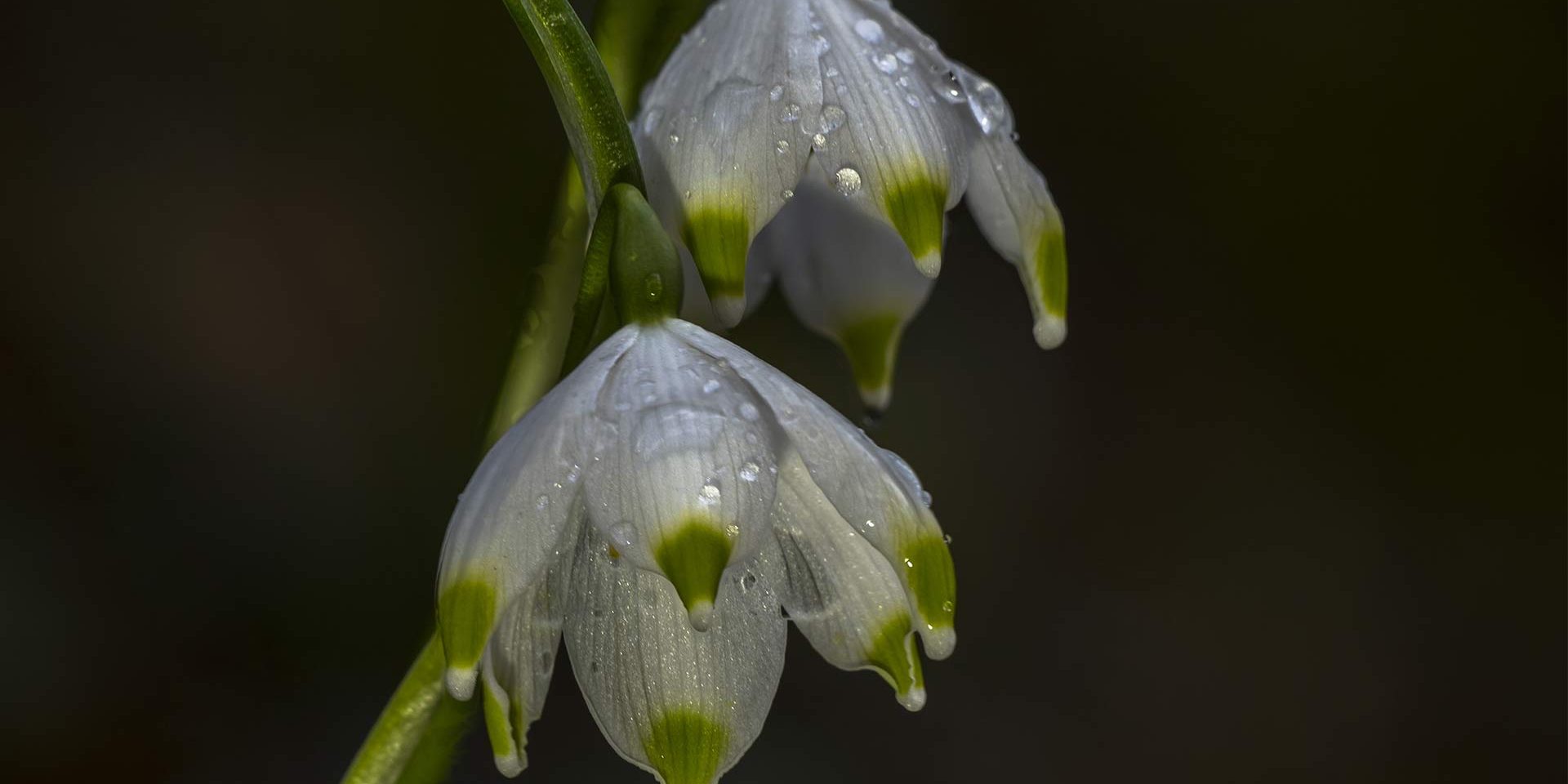 US Welcome February 2016 snowdrop 3220629