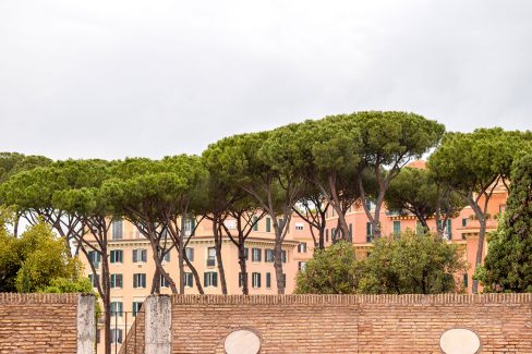 Italian Stone Pine - Landscape, Rome Italy