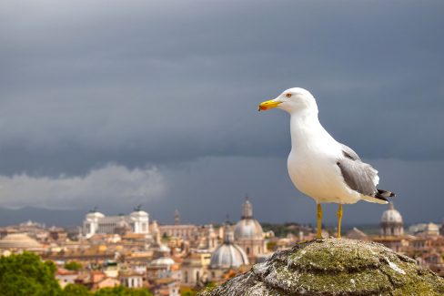Seagull at the Castel Sant Angelo, Italy