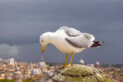 Seagull at the Castel Sant Angelo, Italy