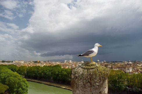 Seagull at the Castel Sant Angelo, Italy