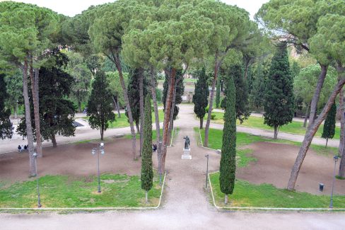 Italian Stone Pine - Landscape, Rome Italy