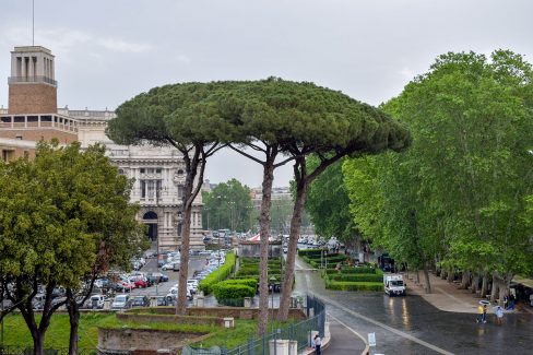 Italian Stone Pine - Landscape, Rome Italy