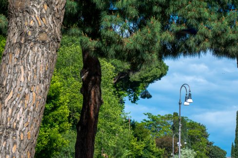 Nature seen through beautiful trees in Rome, Italy