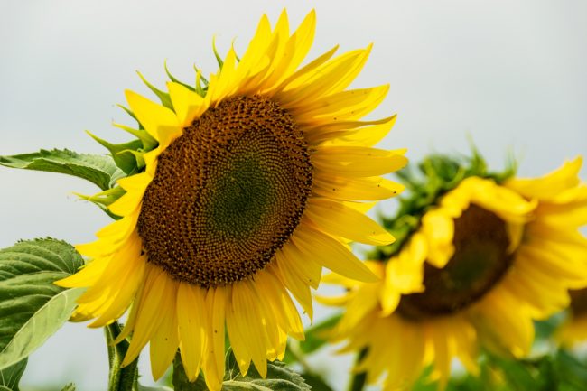Beautiful Sunflowers Landscapes
