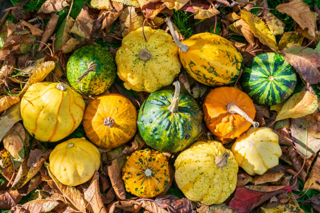 Gourds Photos
